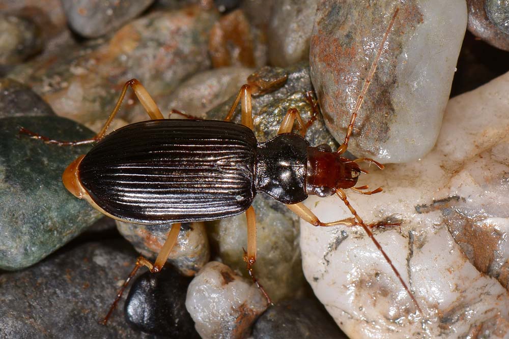 Nebria picicornis (Carabidae)  in riva all''Adda